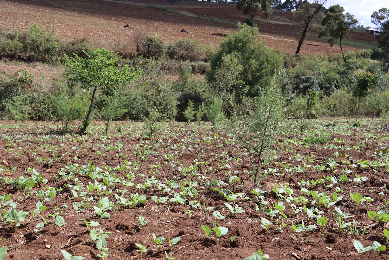 Egerton University and Partners Set to Plant Over 100,000 Trees in the Mau Region to Conserve Ecosystem and River Njoro