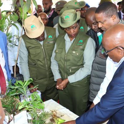 Tree planting initiative